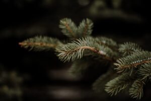 cancer patients coping with emotions during the holidays, evergreen tree