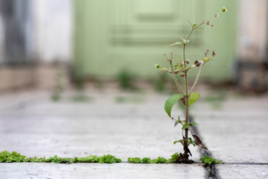 emotional resilience; plant growing out of concrete