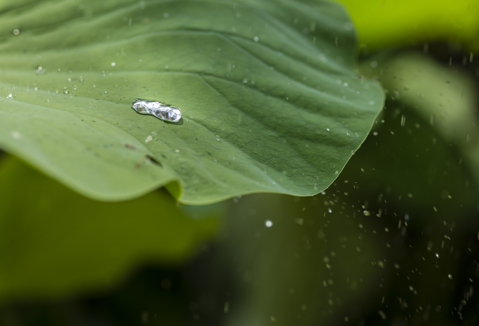 Water drops on green leaves - coping with loss